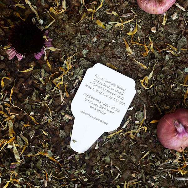 Echinacea Gift of Seed